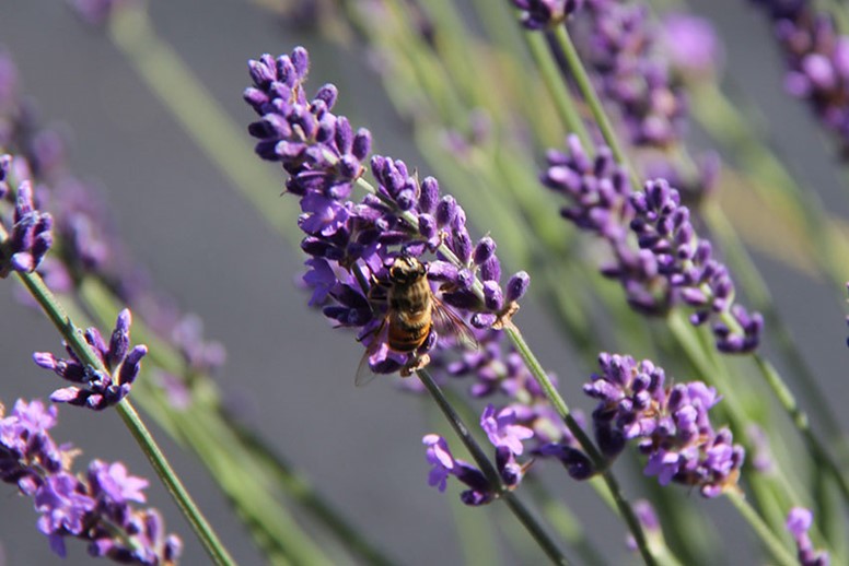 Closeup of lavender.