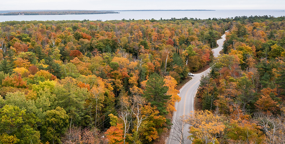 Aerial view of a road lined with trees in their fall colors.