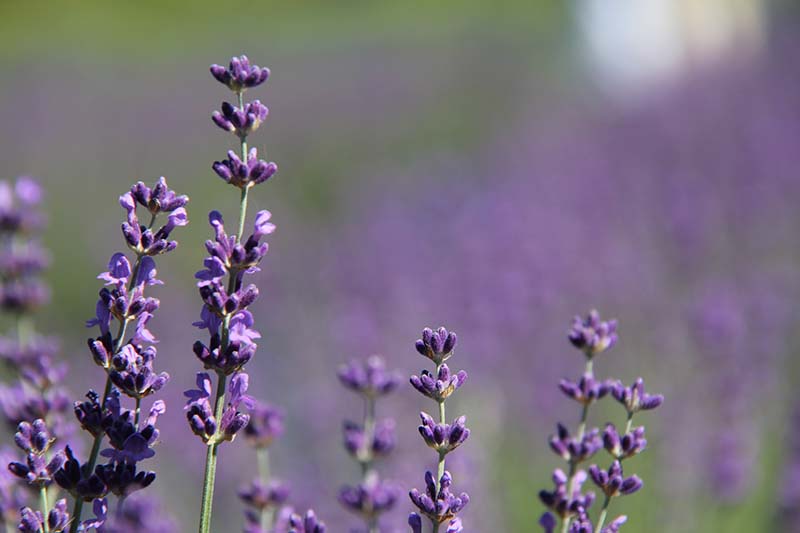 A closeup of lavender in a field