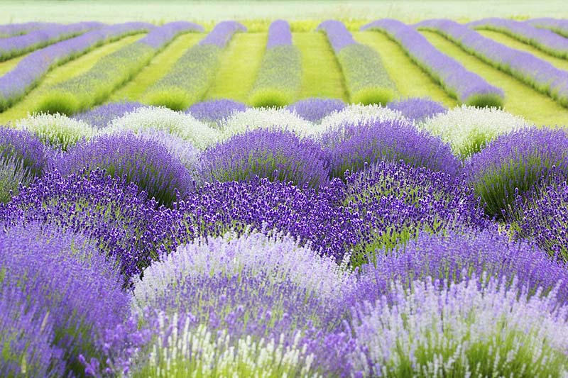 An overview of a large field of lavender