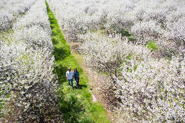 A couple walking through a cherry orchard