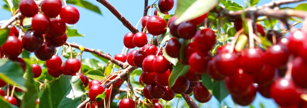 A closeup of cherries on a tree.