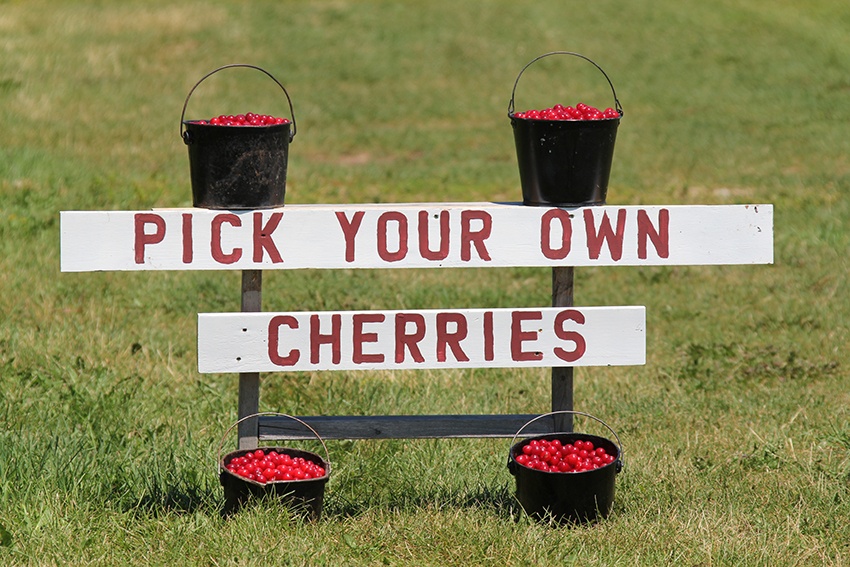 A rustic-looking 'Pick You Own Cherries' sign along the roadside