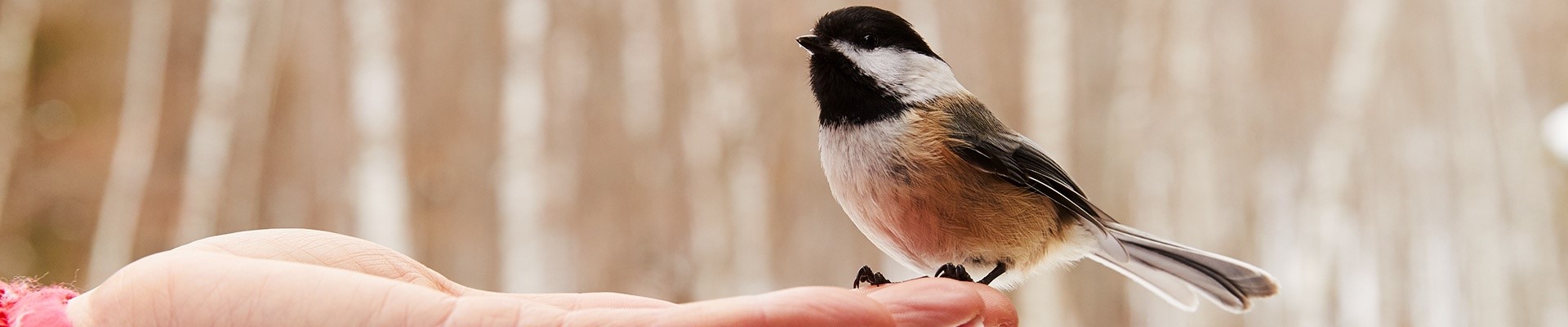 A chickadee in someones hand