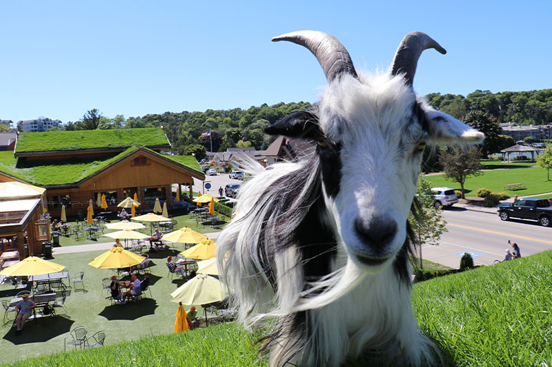 Al Johnson's Restaurant