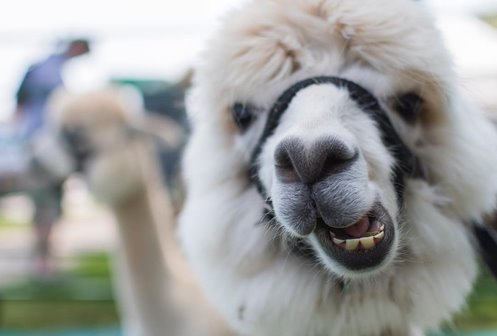 Closeup of a llama.
