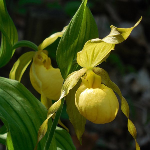Yellow Lady's Slipper Orchid