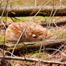 Fawn laying down in the woods.