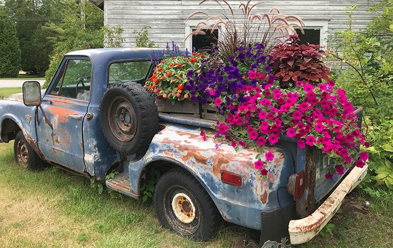 Vibrant flowers in the back of a rusted old truck.