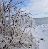 An ice-covered tree with the lake in the distance.
