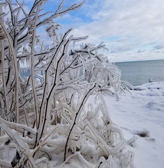 An ice-covered tree with the lake in the distance.