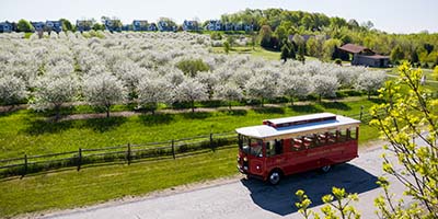Trolley tour bus driving past cherry trees