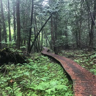 A wooded boardwalk trail