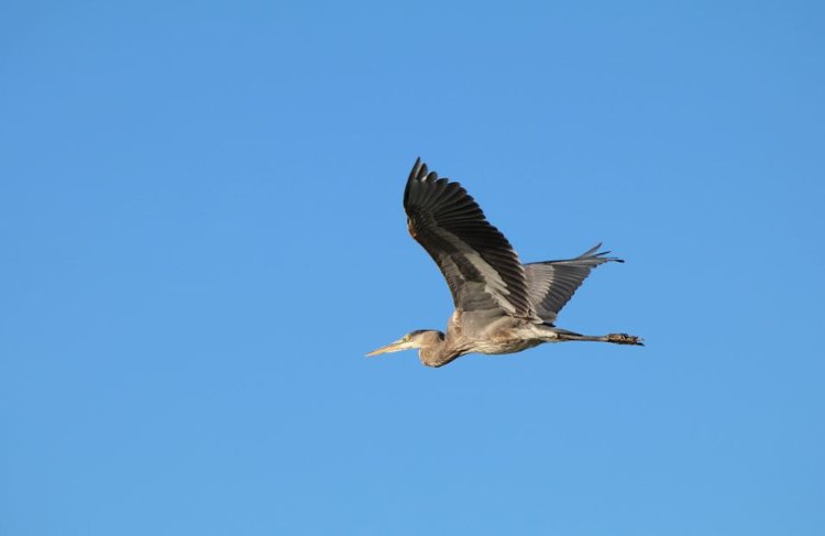 A great blue heron flying.