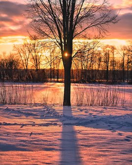 An orange sunset behind a single tree in the snow.