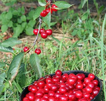 A bucket of cherries in front of a cherry tree.