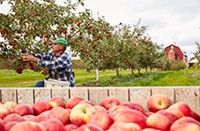 A man picking apples from apple trees.