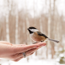 Chickadee in the palm of a hand.