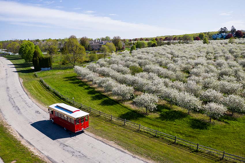 Trolley traveling on a road along cherry blossom trees