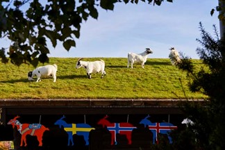 Goats on a grass-covered roof of a Al Johnsons restaurant