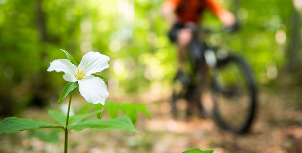 Closeup of a white flower along a bike trail with a mountain biker passing in the background.