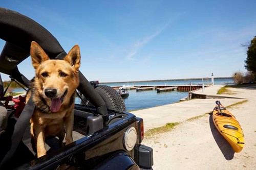A dog pokes his head out of the window of a Jeep as his owners prepare kayaks.