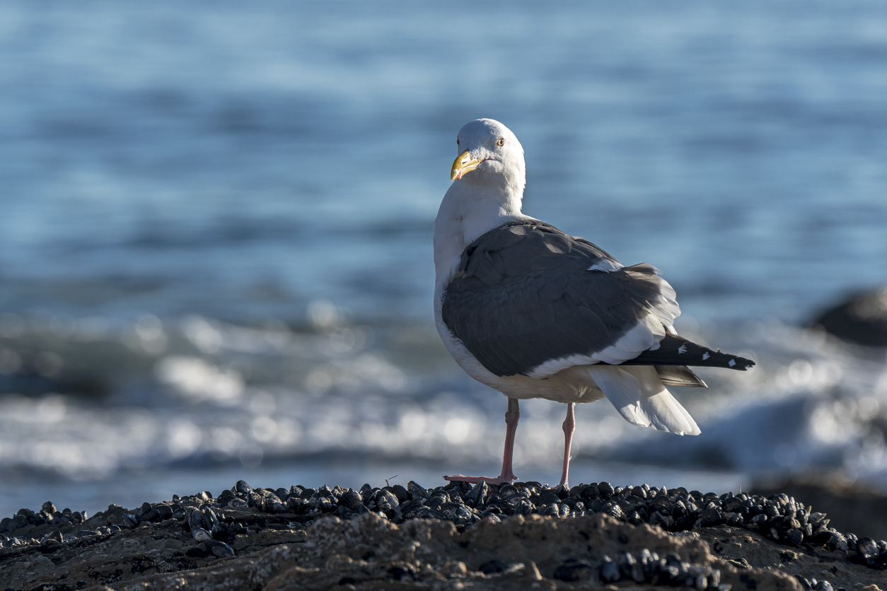 Seagull on a beach looking at the camera.