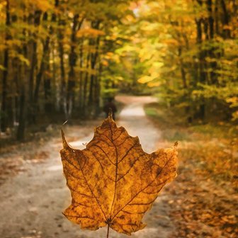 A closeup of a leaf with a road in the background lined with trees in their fall colors.