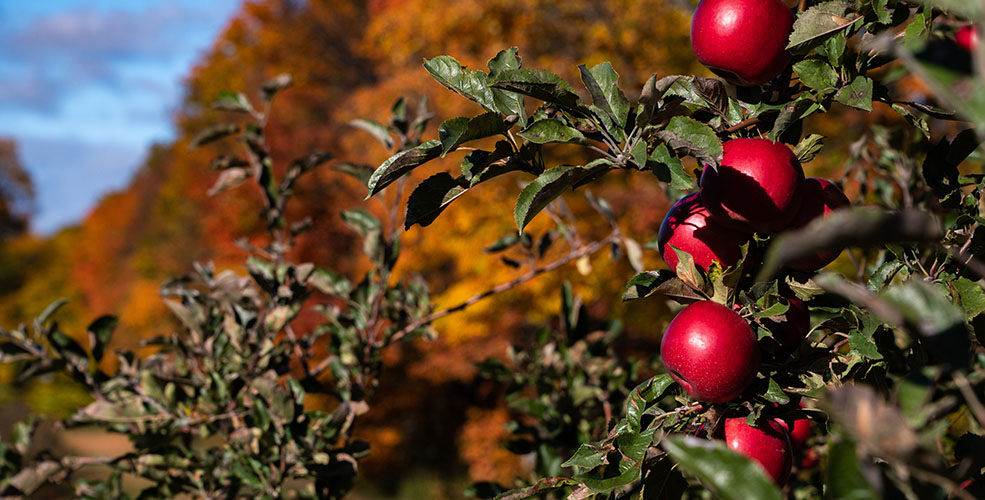 Closeup of red apples on a tree.