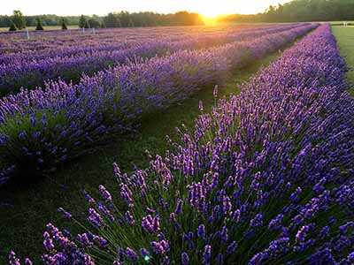 Sunset over a lavender field