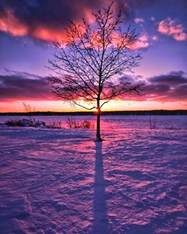 A purple sunset behind a single tree in the snow.