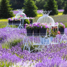 Lavender garden surrounding water fountains