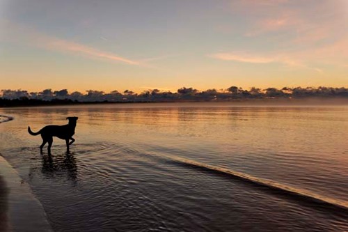 A dog plays on the beach at sunrise.