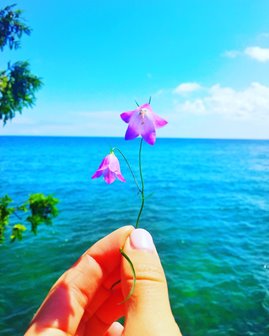 Fingers holding up a small purple flower at the lakefront.