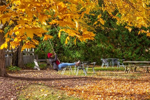 A person on a swing surrounded by trees in their fall colors.