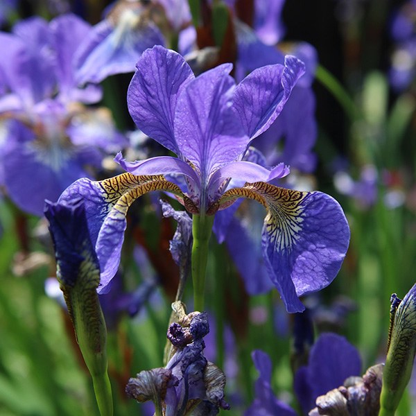 Blue-Flag Wild Iris