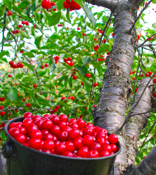 A bucket of cherries in front of a cherry tree.