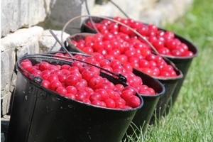 Buckets of cherries.