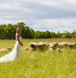 A woman in a wedding dress standing in a field in front of sheep.
