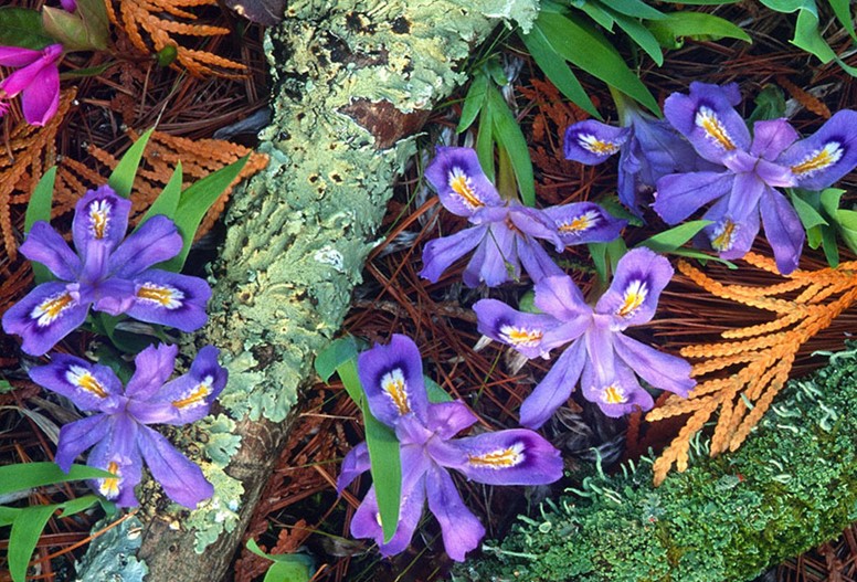 Closeup of purple flowers.