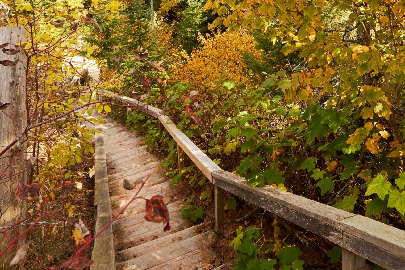 Trees turning fall colors lining a wooden staircase.