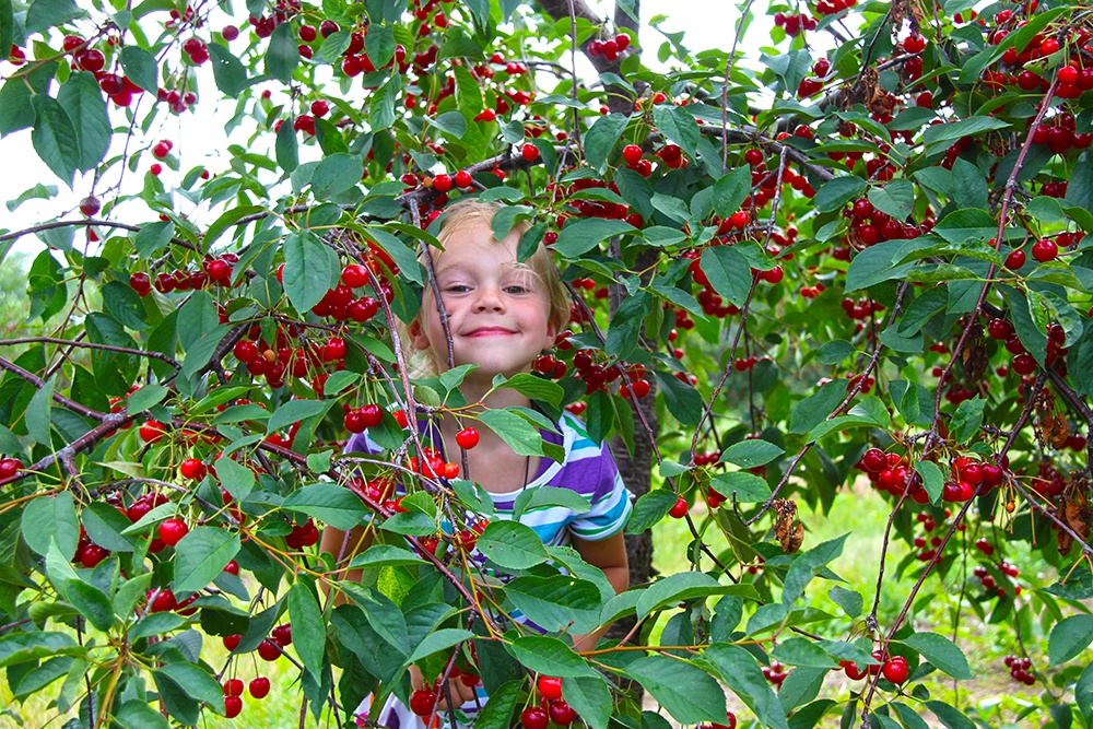 A child poking their head through a cherry tree