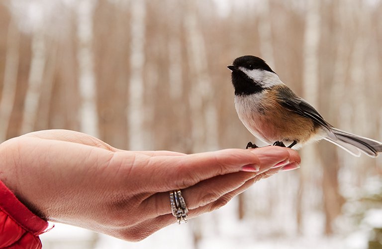 A chickadee in the palm of a hand. 