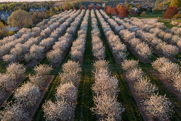 A cherry blossom orchard at dusk