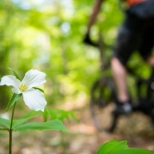 Flower on the side of a trail with a mountain biker in the background.