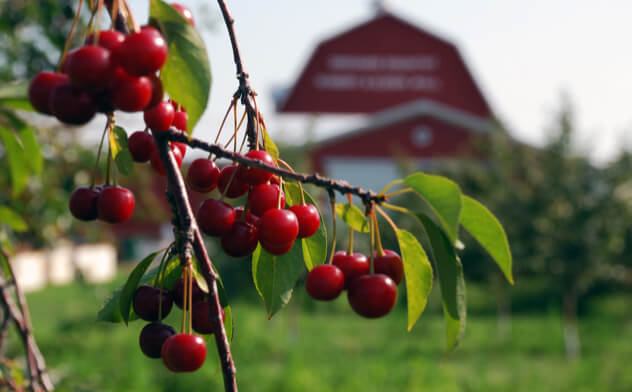 Cherries on a tree branch with a red barn in the background.