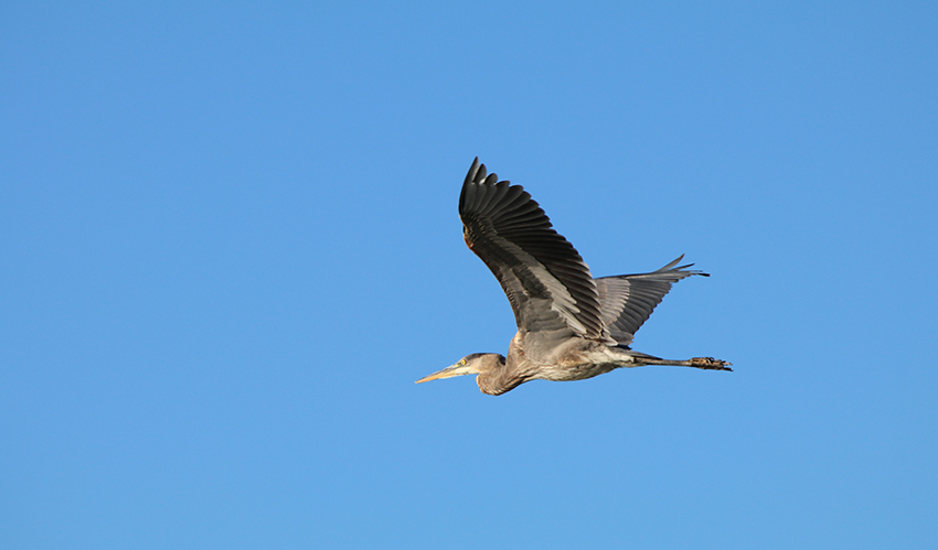A large bird flies across a wide-open blue sky