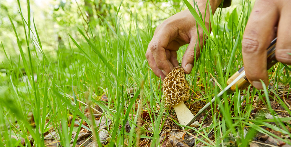 Someone foraging a morel mushroom.
