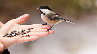 A chickadee eating seeds out of a person's palm