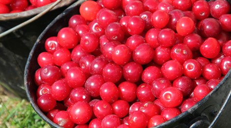 Bucket filled with cherries